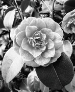 16th Mar 2019 - Petals in black and white