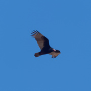 17th Mar 2019 - Turkey Vulture