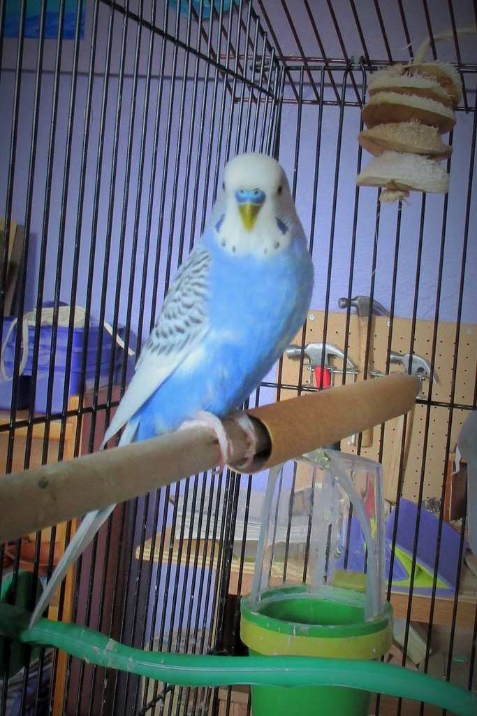 Harmony School's pet parakeet by tunia
