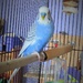 Harmony School's pet parakeet by tunia