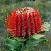 Rainbow Month Day 18 - Scarlet Banksia (Banksia coccinea) by judithdeacon