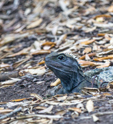 4th Mar 2019 - Tuatara lizard