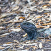 Tuatara lizard by creative_shots