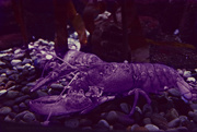 17th Mar 2019 - blue lobster