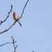 Finch in a tree by amyk