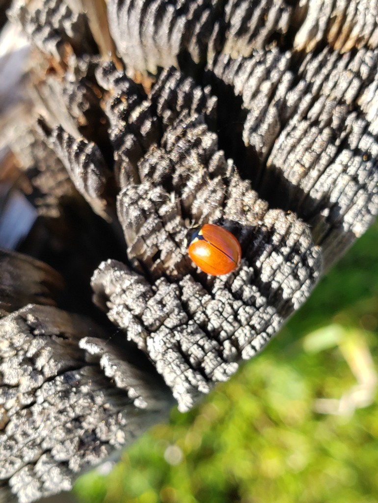 Spotless Ladybug by melinareyes