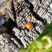 Spotless Ladybug by melinareyes