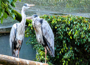 18th Mar 2019 - Grey Herons at World of Birds.