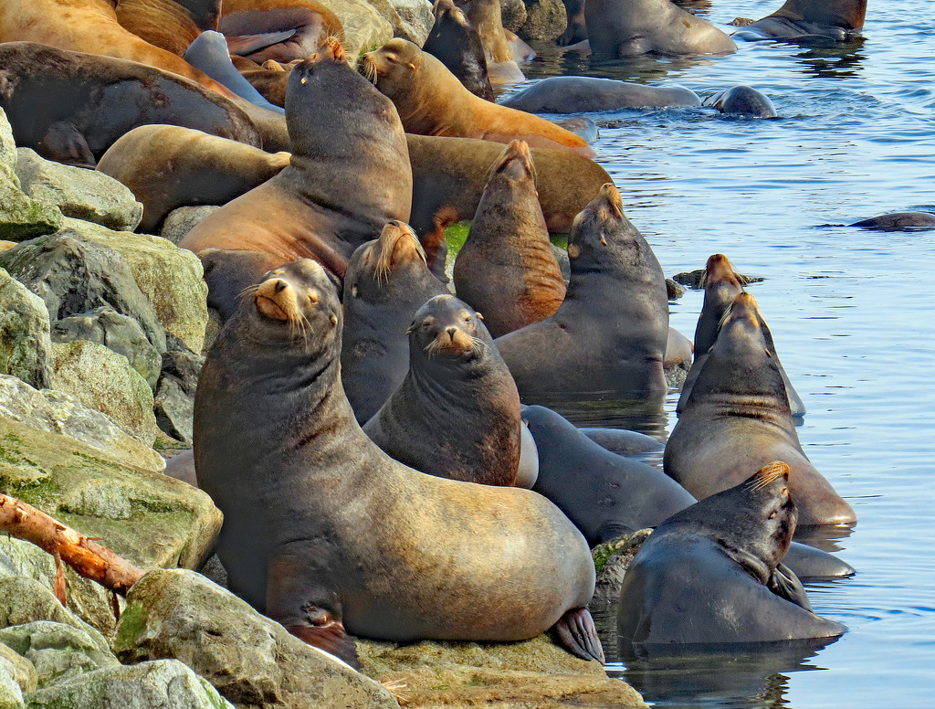 Sea Lions by kathyo