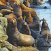 Sea Lions by kathyo