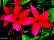 18th Mar 2019 - Red Frangipani