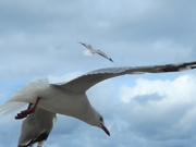 18th Mar 2019 - Seagulls Paihia