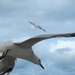 Seagulls Paihia by Dawn