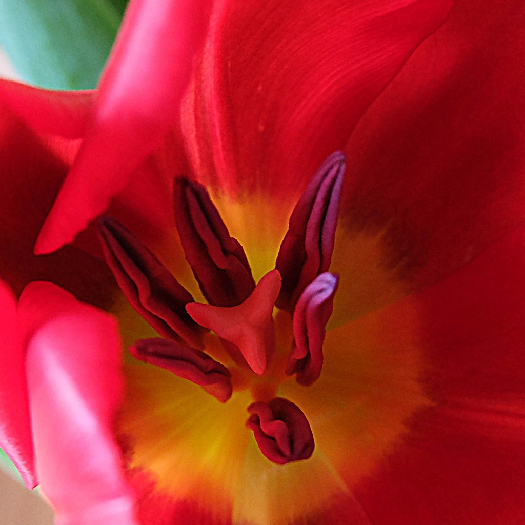 a bold tulip by quietpurplehaze