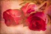 18th Mar 2019 - Roses