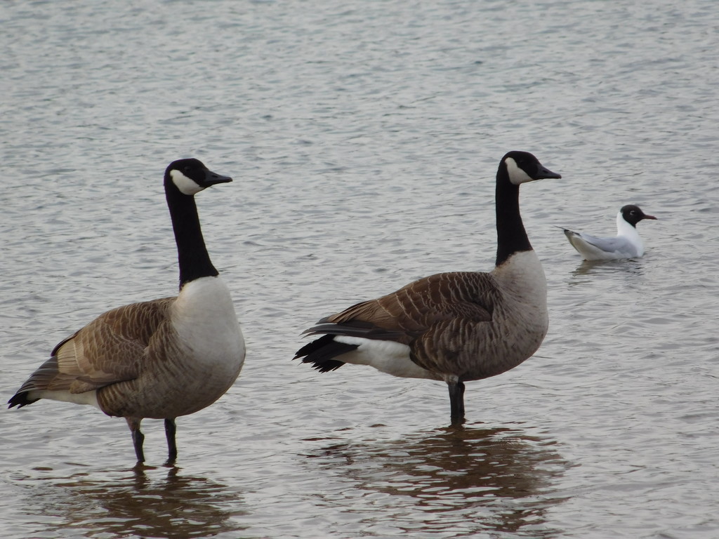 Geese walking on the water by 365anne