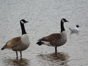 19th Mar 2019 - Geese walking on the water