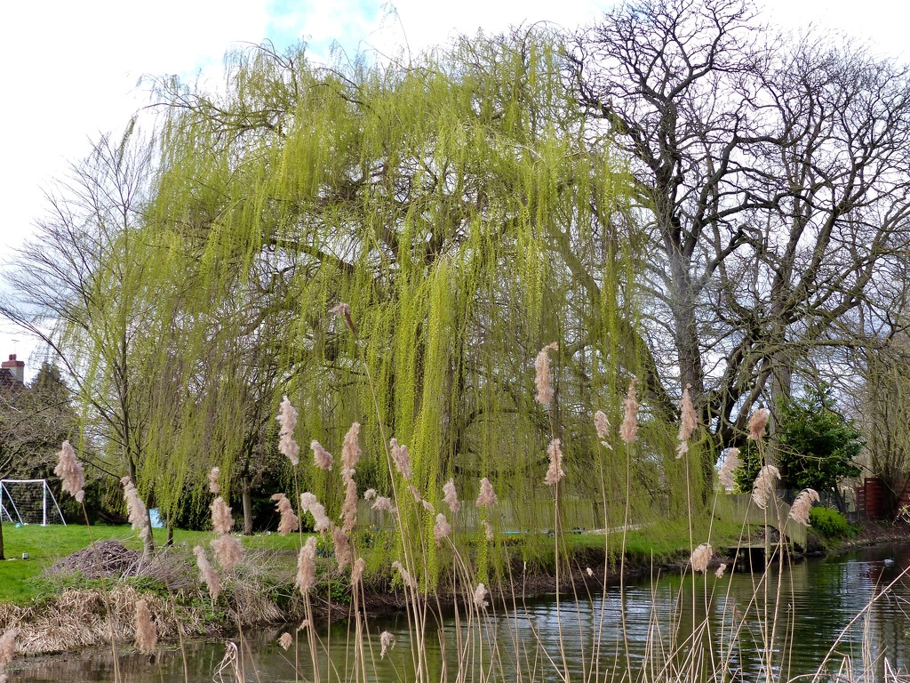 Weeping Willow by the River Lark by foxes37