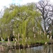 Weeping Willow by the River Lark by foxes37