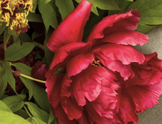 18th Mar 2019 - Red Peony