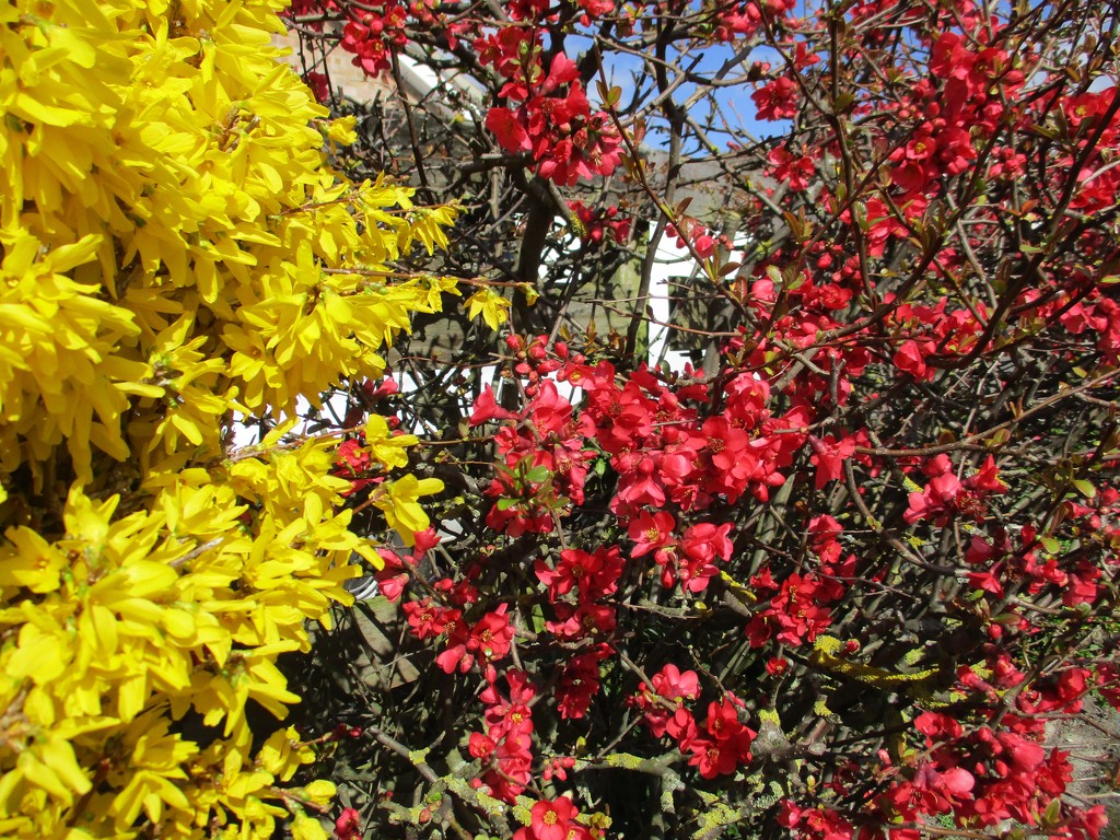Forsythia and Japonica by foxes37