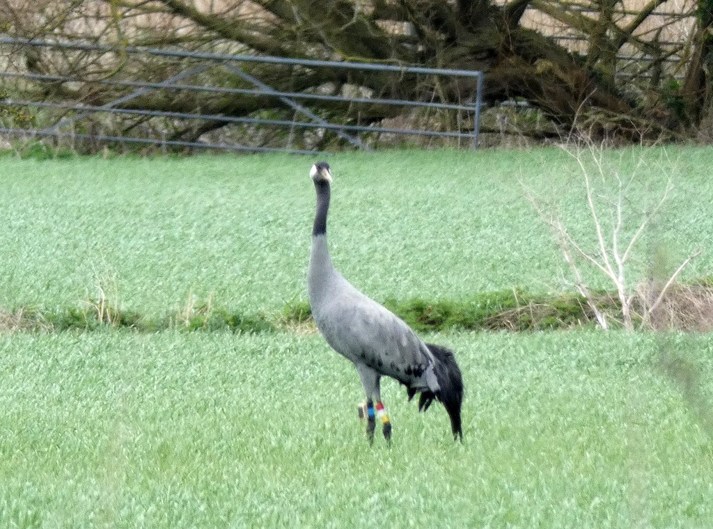Somerset crane by julienne1