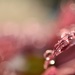 Droplets and bokeh,,,,, by ziggy77