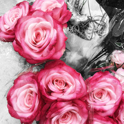 17th Mar 2019 - Pink Roses