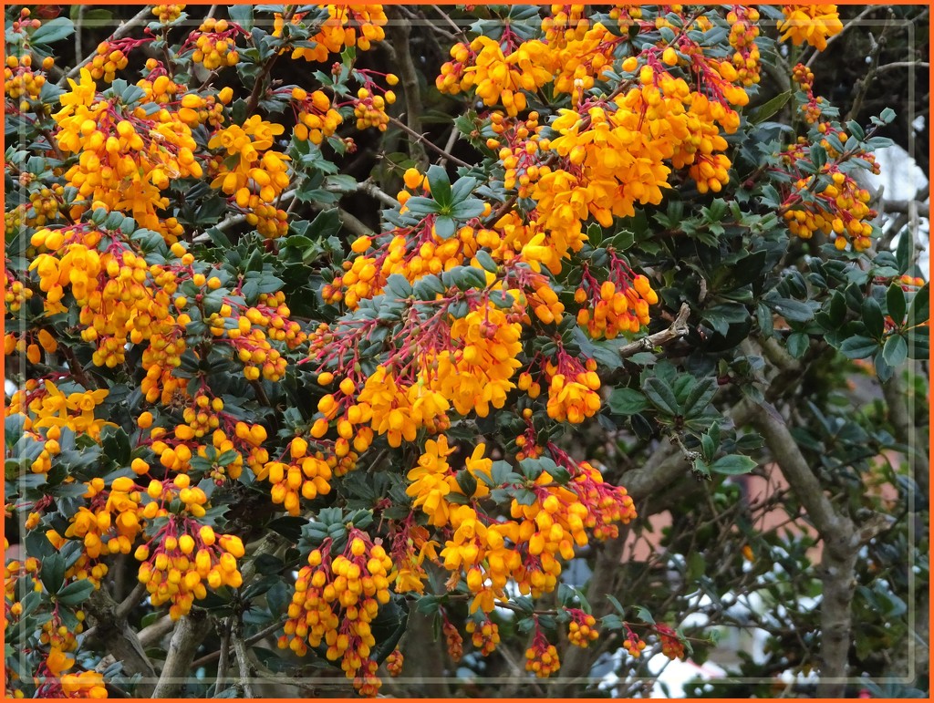 orange berberries by beryl