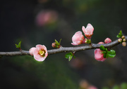 17th Mar 2019 - Blossom