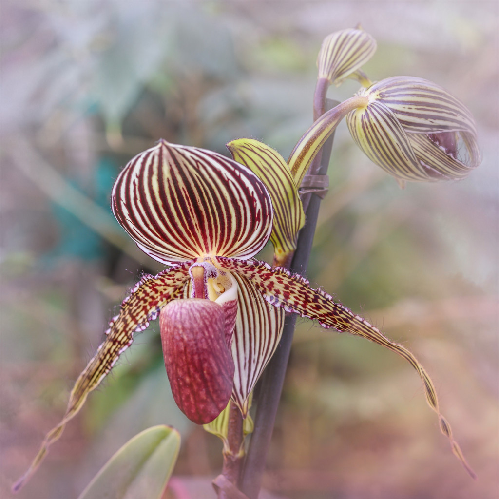 Unusual Orchid by taffy