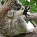 oh take that camera away! by koalagardens