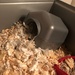 Demolition Hamster by nicolaeastwood