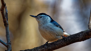 18th Mar 2019 - white-breasted nuthatch 