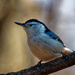 white-breasted nuthatch  by rminer