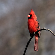 18th Mar 2019 - northern cardinal 