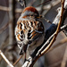 american tree sparrow  by rminer