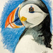 Puffin by harveyzone
