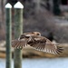 My wing is my cape...............Hawk Series #6 by sailingmusic