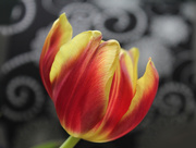 18th Mar 2019 - Tulip And Twirls