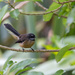 Fantail by creative_shots