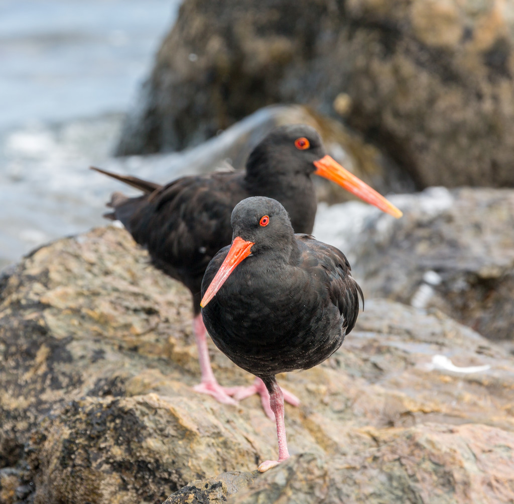 Variable oystercatcher by creative_shots