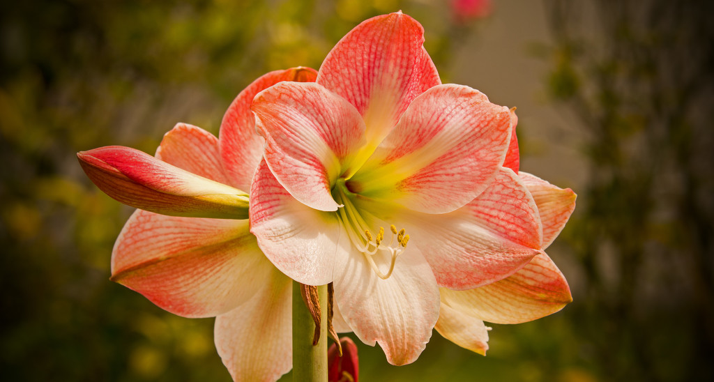 Apple Blossom Amaryllis Flowers! by rickster549