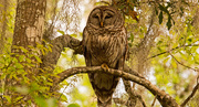 18th Mar 2019 - Snoozing Barred Owl!