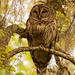 Snoozing Barred Owl! by rickster549