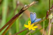 19th Mar 2019 - Common Grass Blue