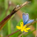 Common Grass Blue by yorkshirekiwi