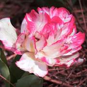 17th Mar 2019 - Pink Tulip