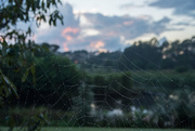 19th Mar 2019 - dawn reveals a spider's work