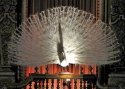 19th Mar 2019 - White Peacock, Majestic Theater, San Antonio, Texas